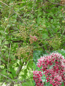 Kına Nedir? Kınanın Faydaları Nelerdir?