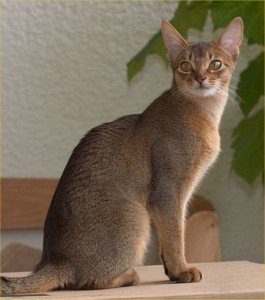 abyssinian-cat