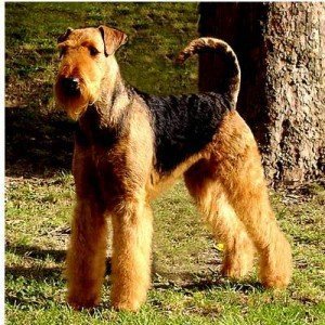 airedale_terrier_02