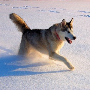 alaskanmalamute