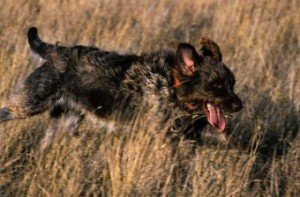 almankalintuylupointer