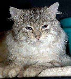 american-bobtail-cat-facts-2