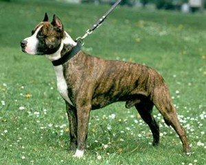 american_staffordshire