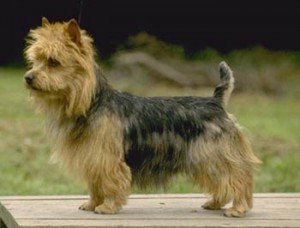 australianterrier