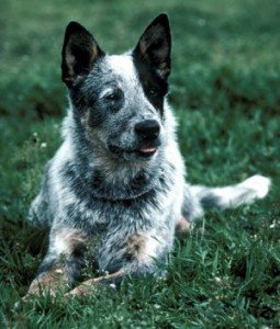 avustralya_cattle_dog
