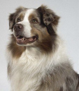 avustralyacobankopegi