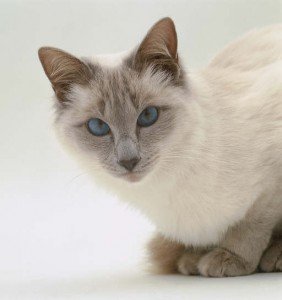 balinesecat