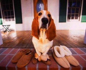 basset_hound