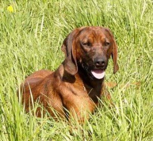 bavarian_mountain_hound