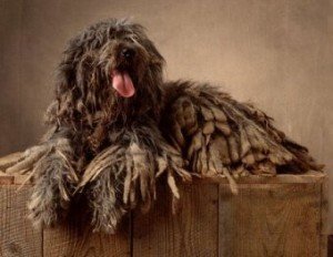 bergamasco