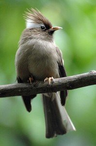 beyaz-yakali-yuhina-yuhina-diademata