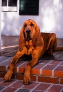 bloodhound