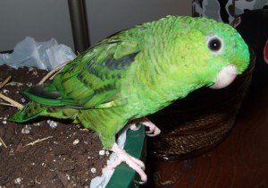bolborhynchus_lineola_-pet_parrot