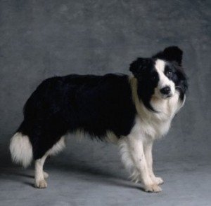 border_collie