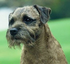 border_terrier