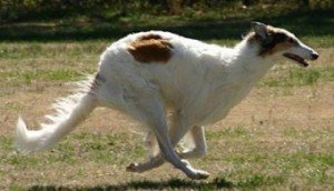 borzoi