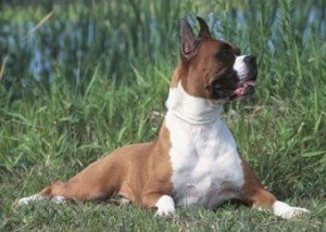 boxer