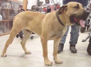 brazilianmastiff