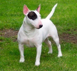 bull_terrier