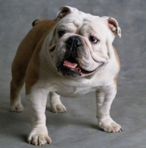bulldog1