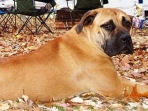 bullmastiff