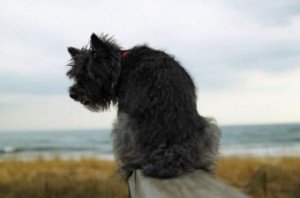 cairn_terrier