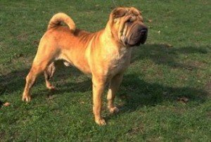 cin_shar_pei
