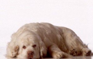 clumber_spaniel