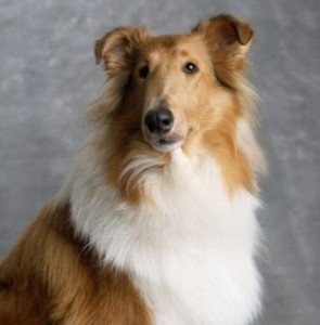 collie