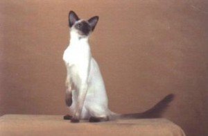 colorpoint_shorthair