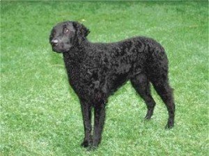 curly-coated_retriever