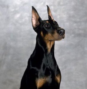 doberman_pinscher