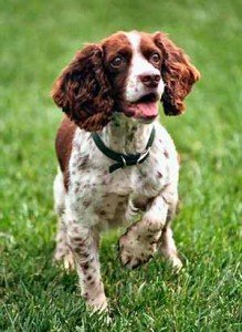 english-springer-spaniel-training