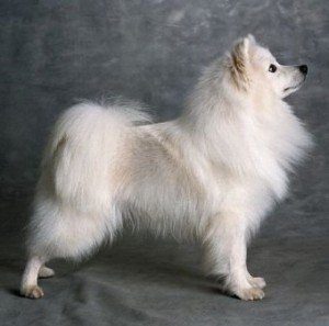 eskimo_dog