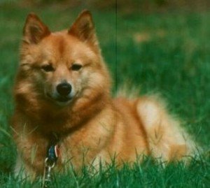 finnish_spitz