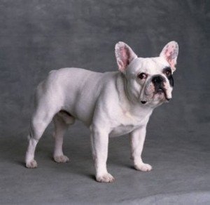 french_bulldog