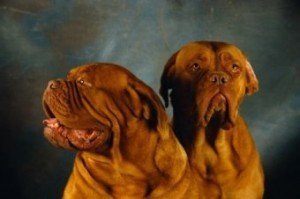 french_mastiff