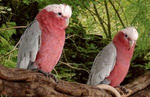 galah