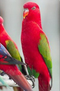 geveze-lori-lorius-garrulus