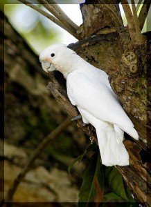 goffinkakadu
