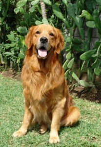golden_retriever