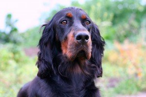 gordon-setter
