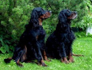 gordon_setter