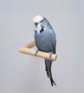 gri-muhabbet-kusu-melopsittacus-undulatus