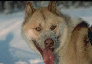 gronland_dog