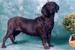 hannoverischerschweisshund