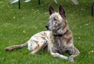 hollanda_coban_kopegi