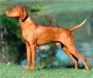 hungarian_vizsla_01a