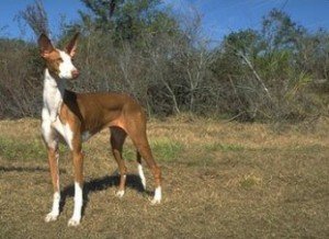 ibizan_hound