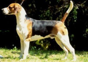 ingiliz_tilki_avcisi